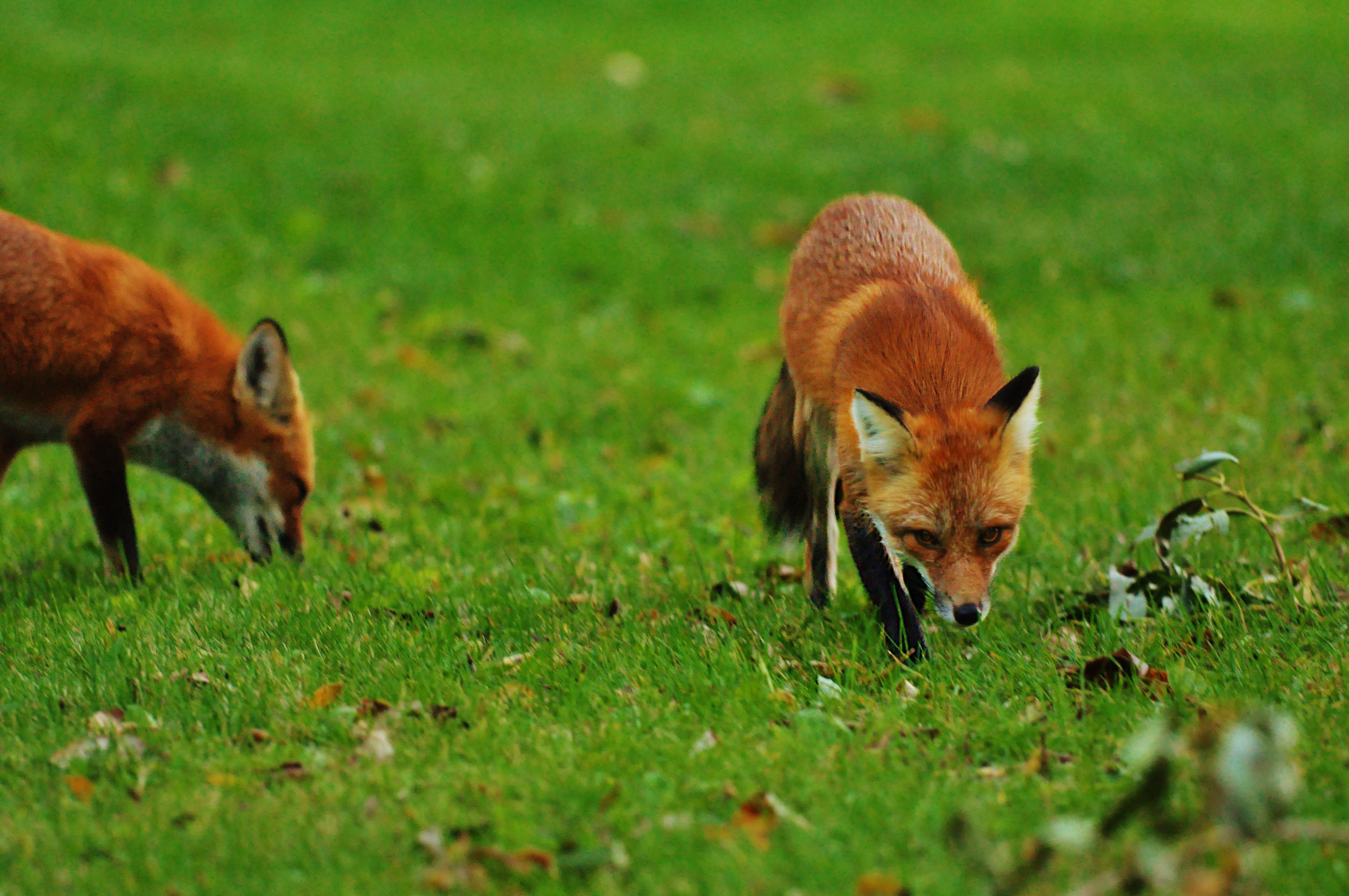 A red fox standing on a garden lawn at dusk