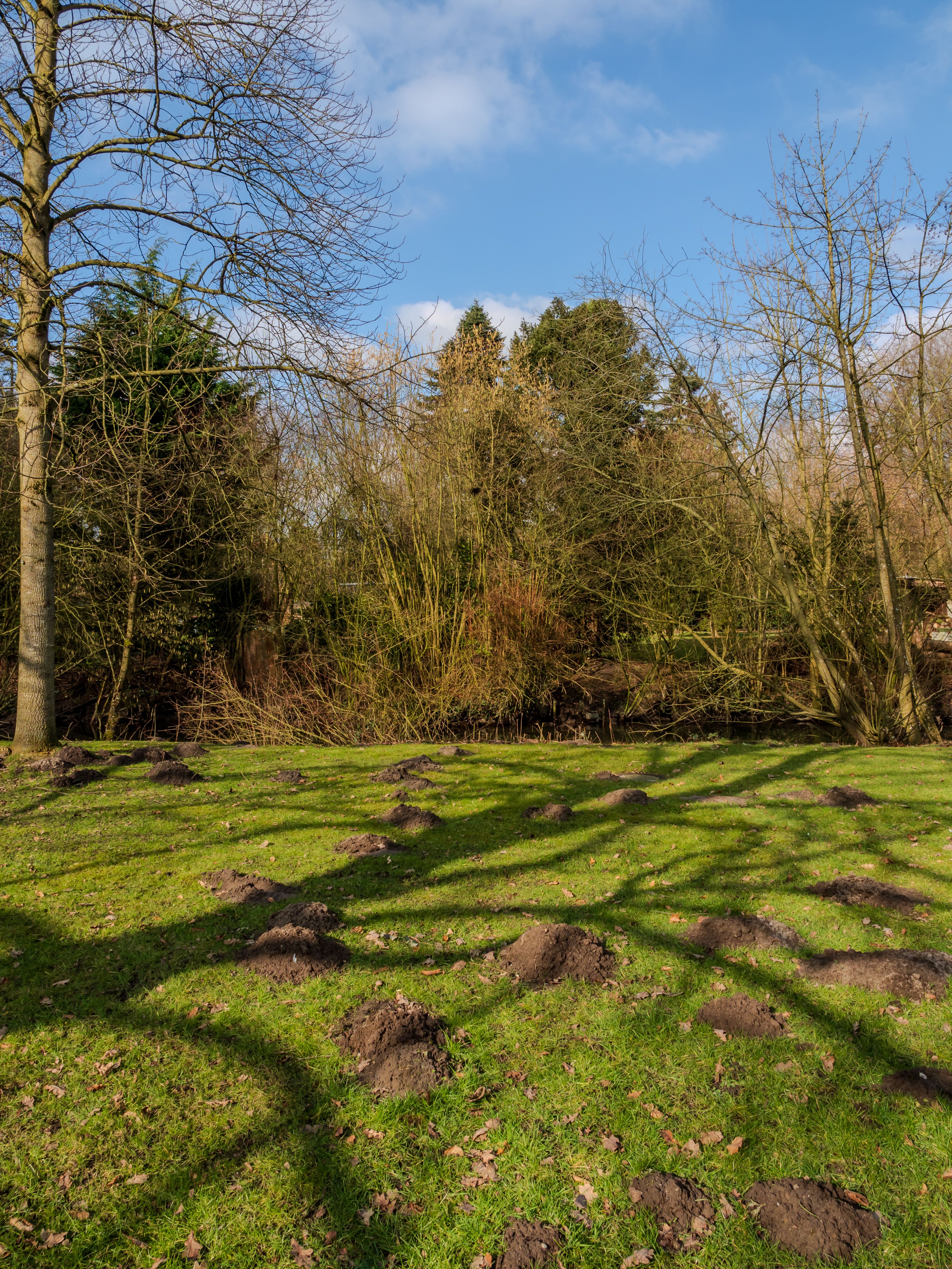 A line of fresh conical molehills pushed up across a garden lawn
