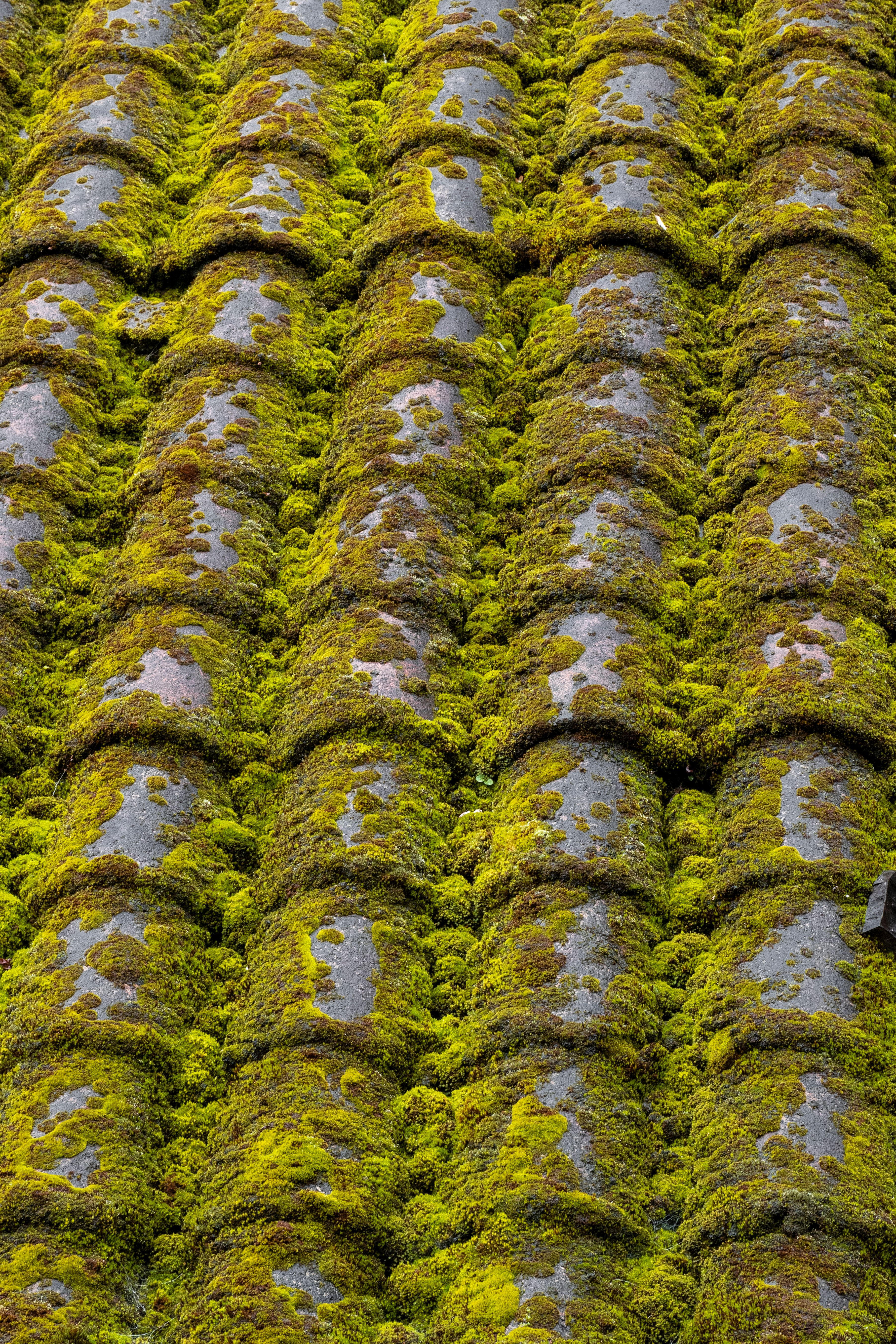 Green cushiony moss growing along the tiles of a shaded pitched roof
