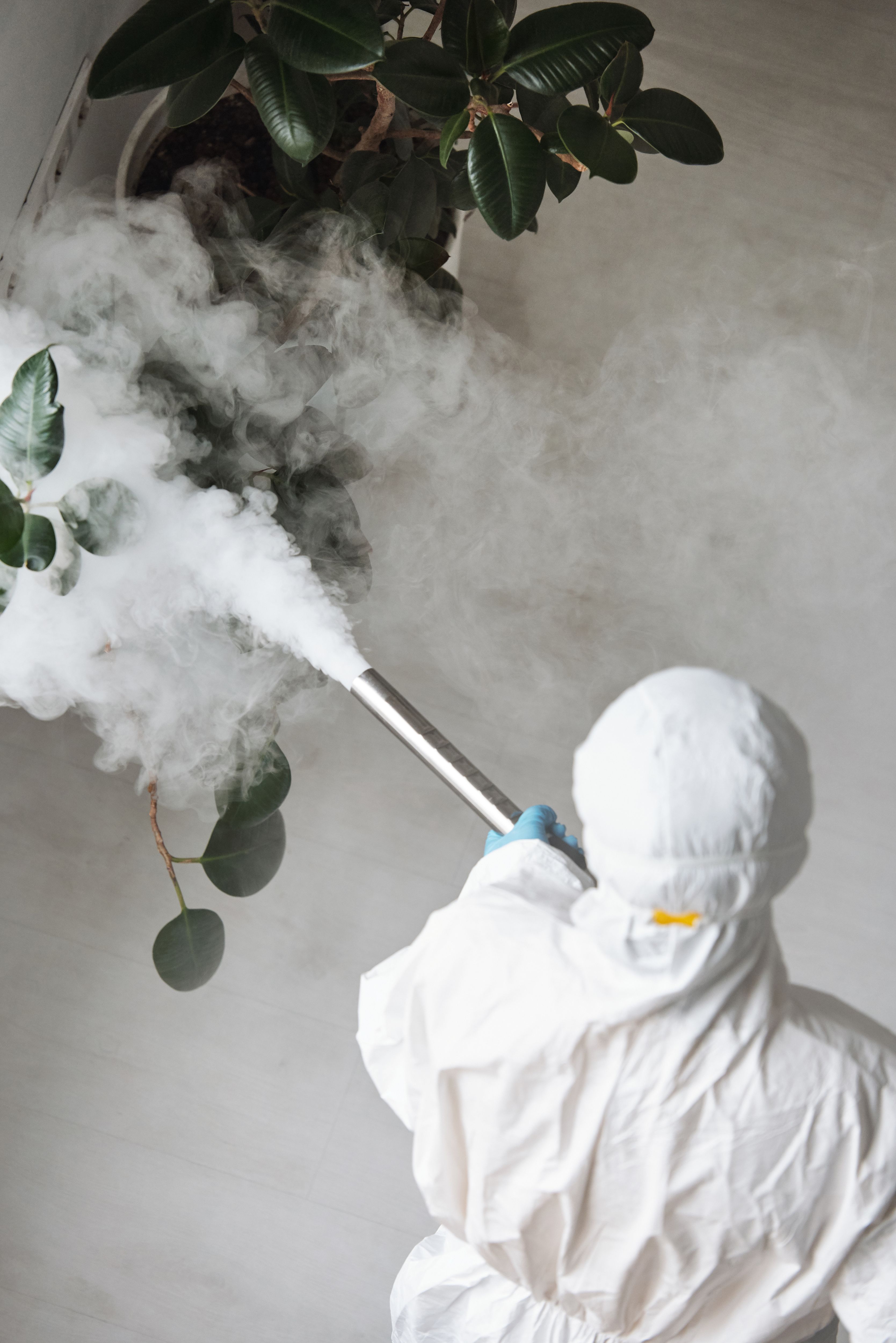 A homeowner deciding between a shop-bought pest product and calling a professional