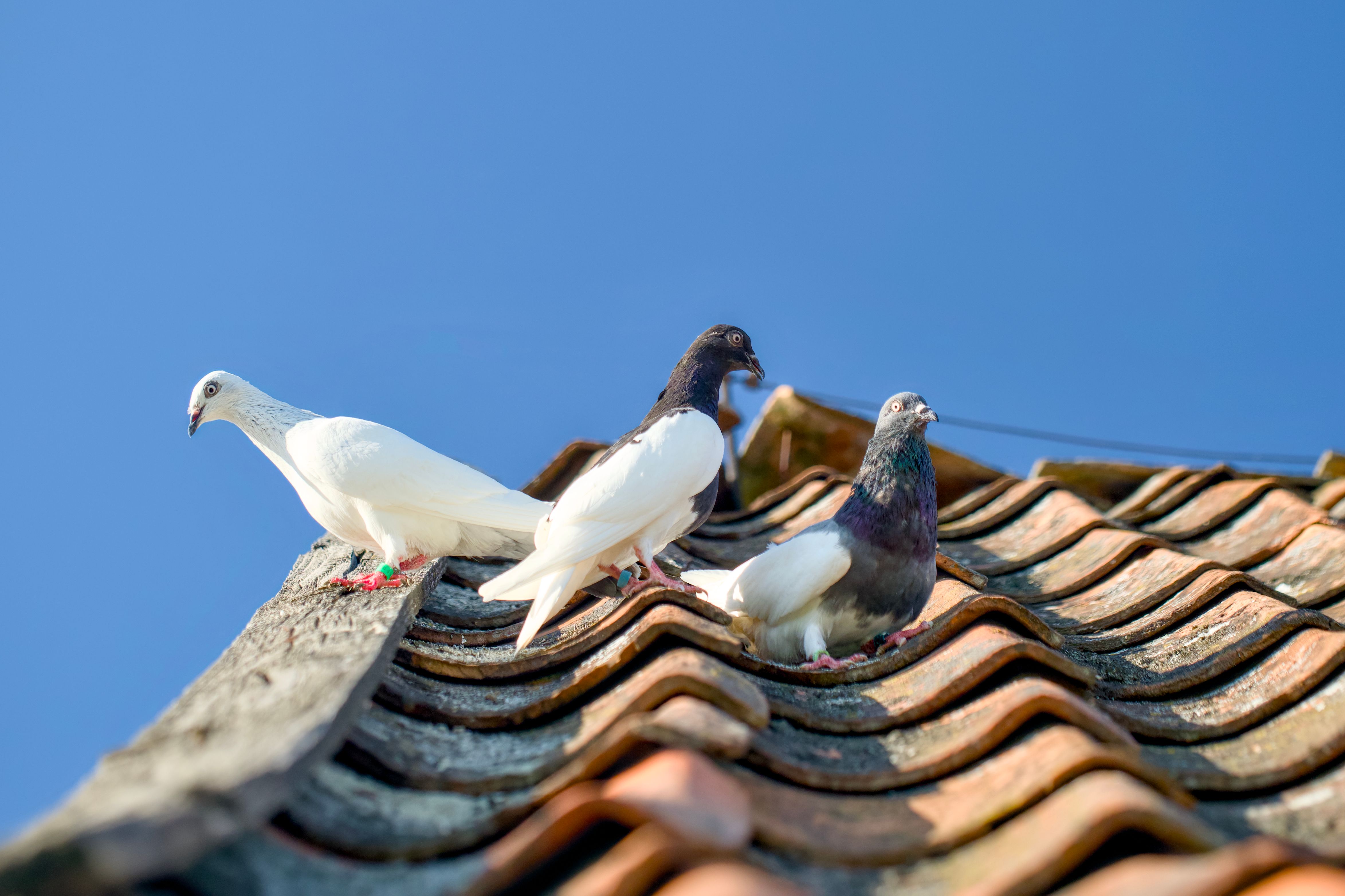Feral pigeons roosting on a building ledge with droppings on the surface below
