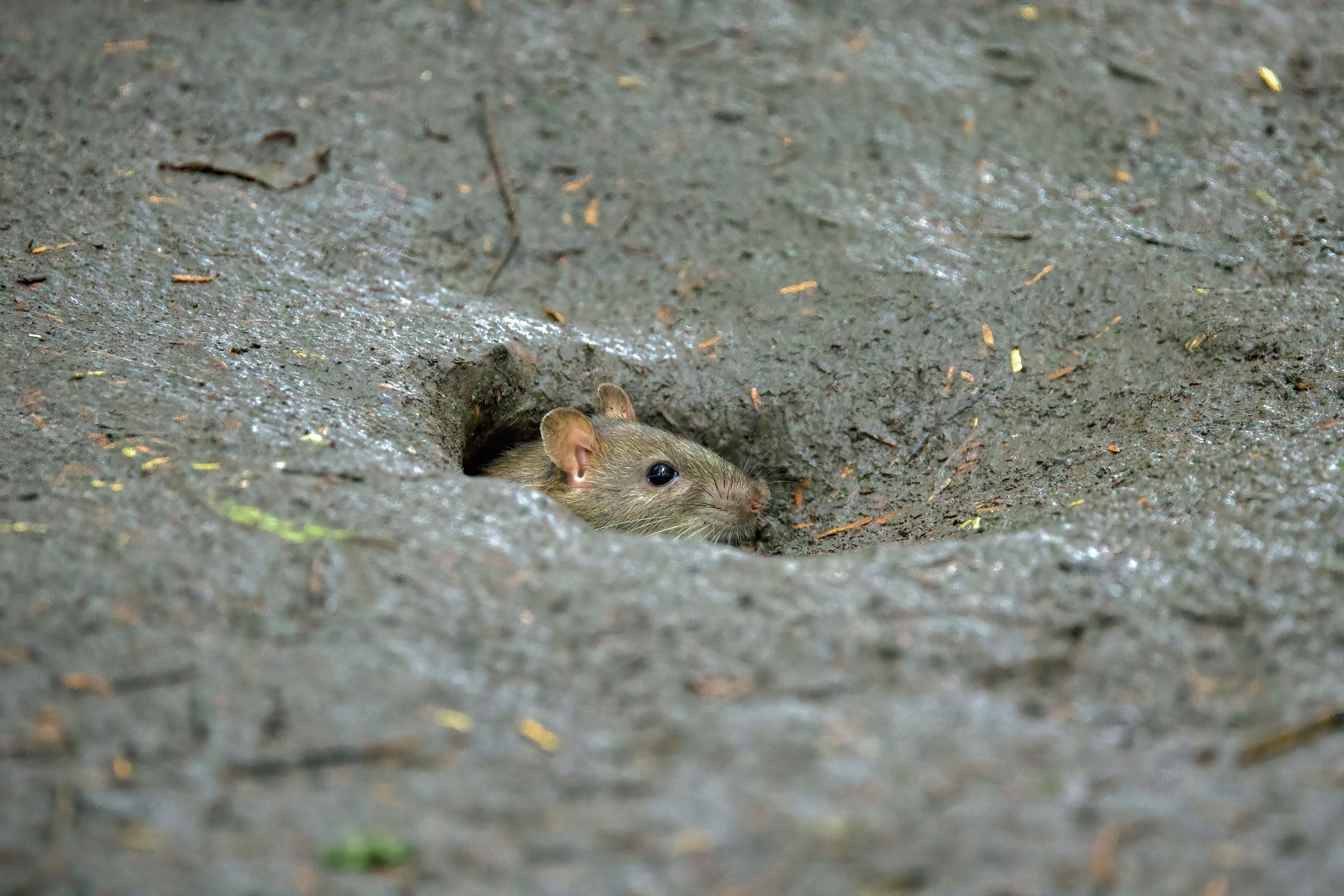 A brown rat outdoors near a wall, shown for identification