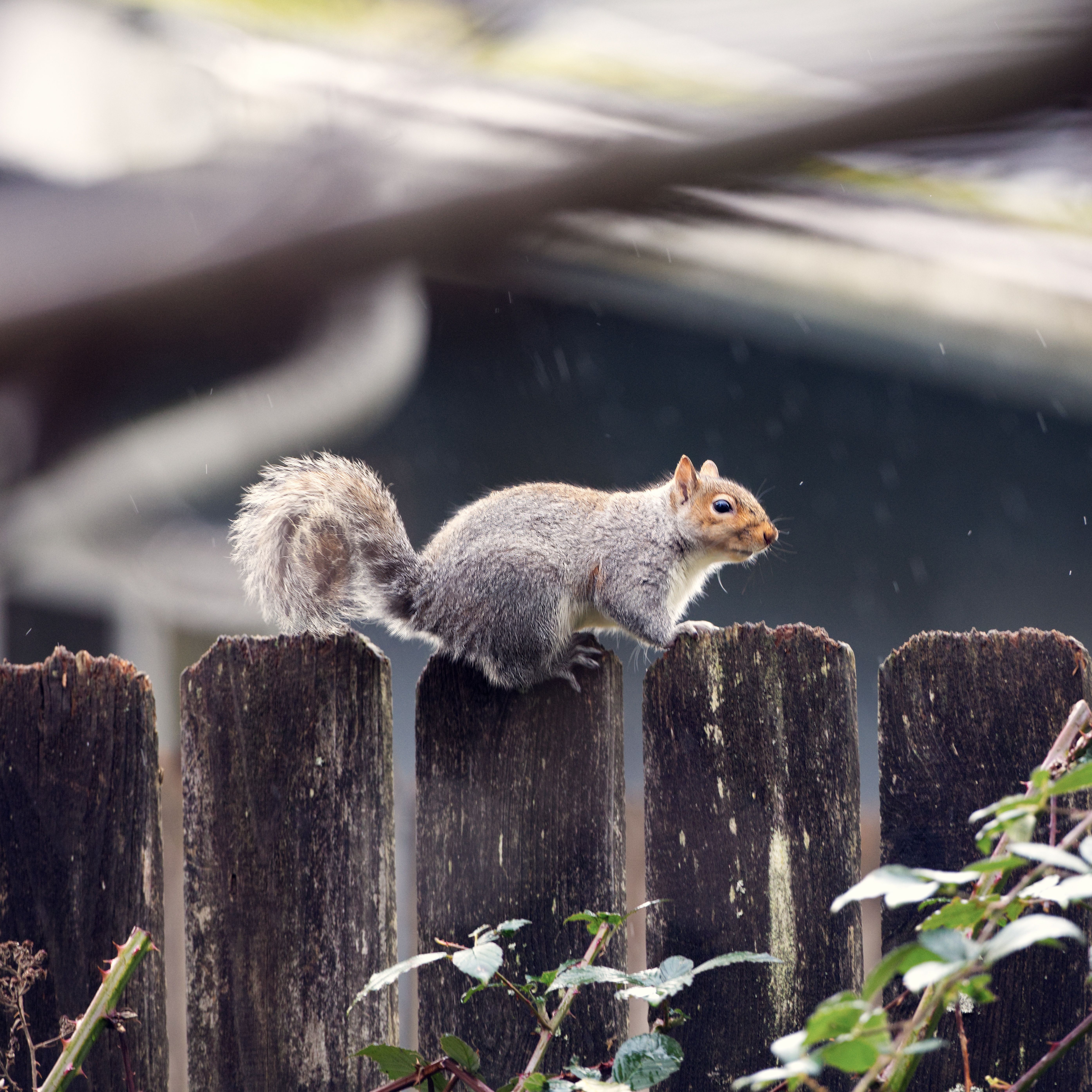 A grey squirrel on a roofline near a soffit where it can enter a loft