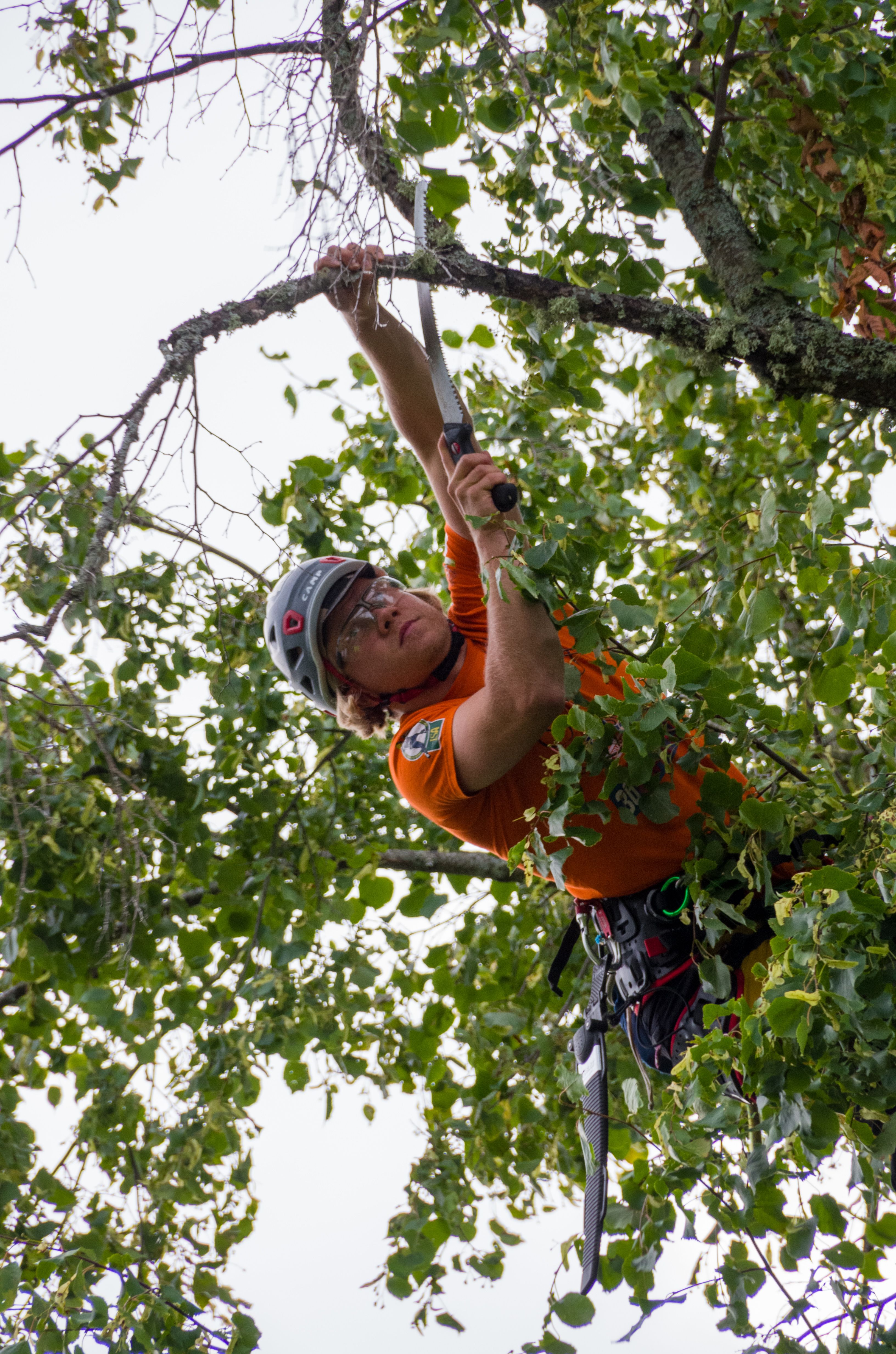 A roped arborist carrying out crown work on a mature tree