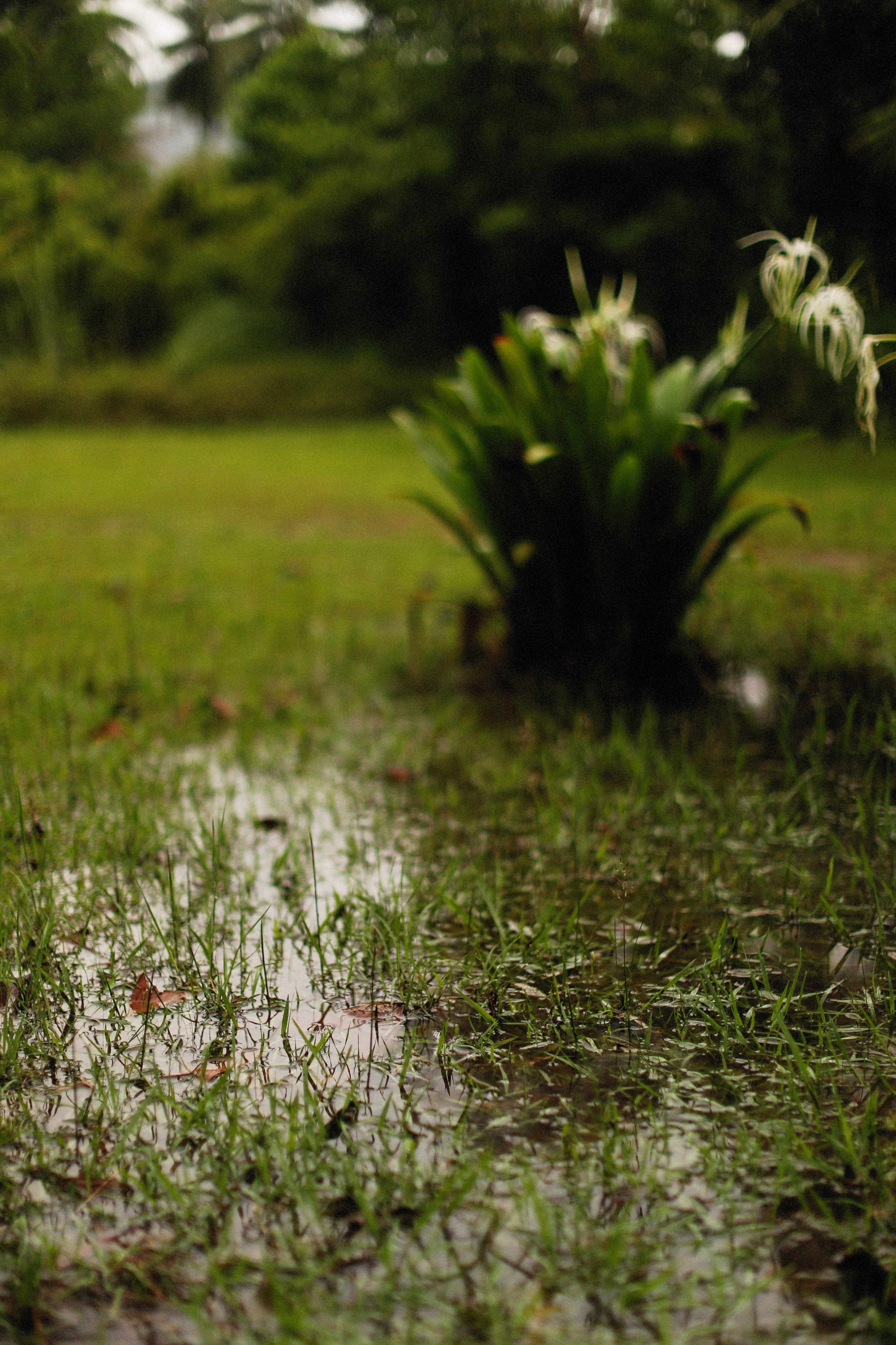 Standing water and puddles lingering on a soggy waterlogged garden lawn after rain